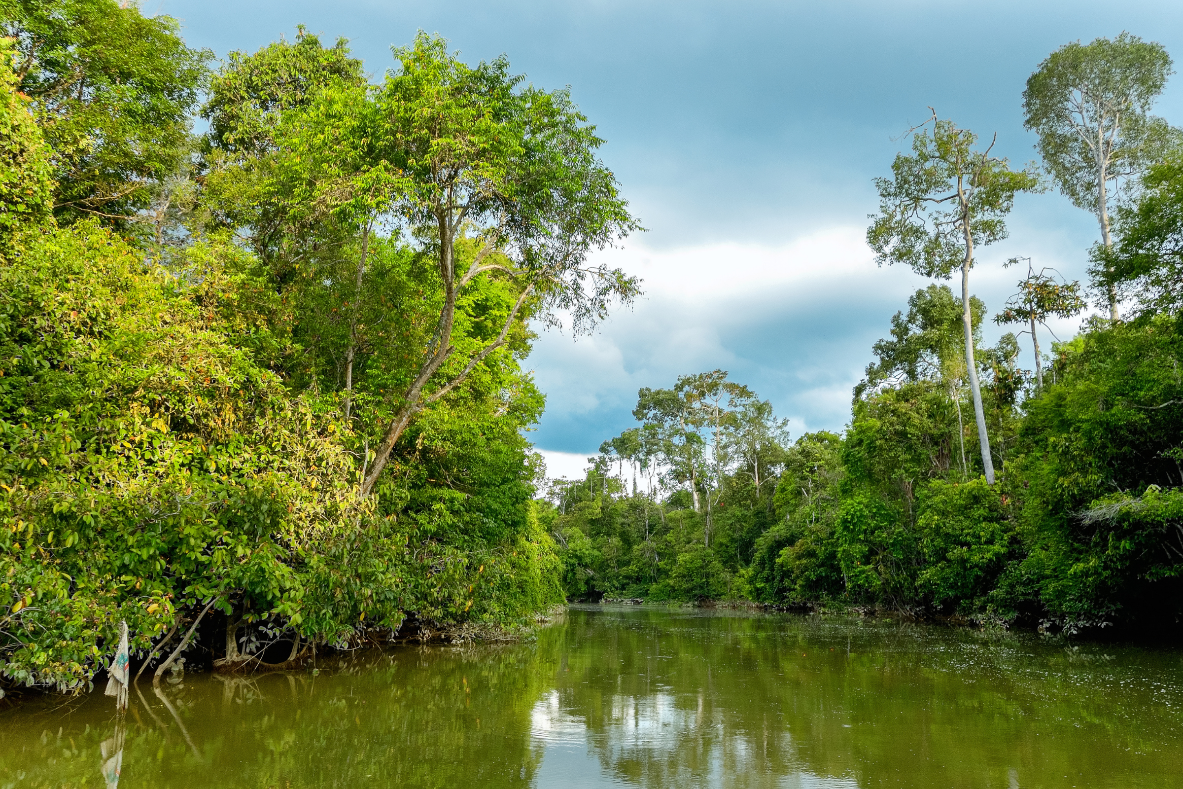 kinabatangan (3).webp
